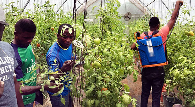 New Program Plants the Seeds of Hope in Ghana