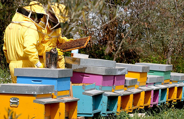 Two beekeepers working together