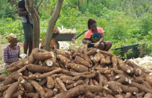 Agriculture is the economic mainstay of Sagamu, Nigeria—yet many of the region’s disadvantaged residents are excluded from the opportunities it provides but a new Salesian-run training program at St. Joseph’s Farm aims to change that