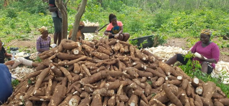 NIGERIA: Salesians develop farm thanks to donor funding from Salesian Missions
