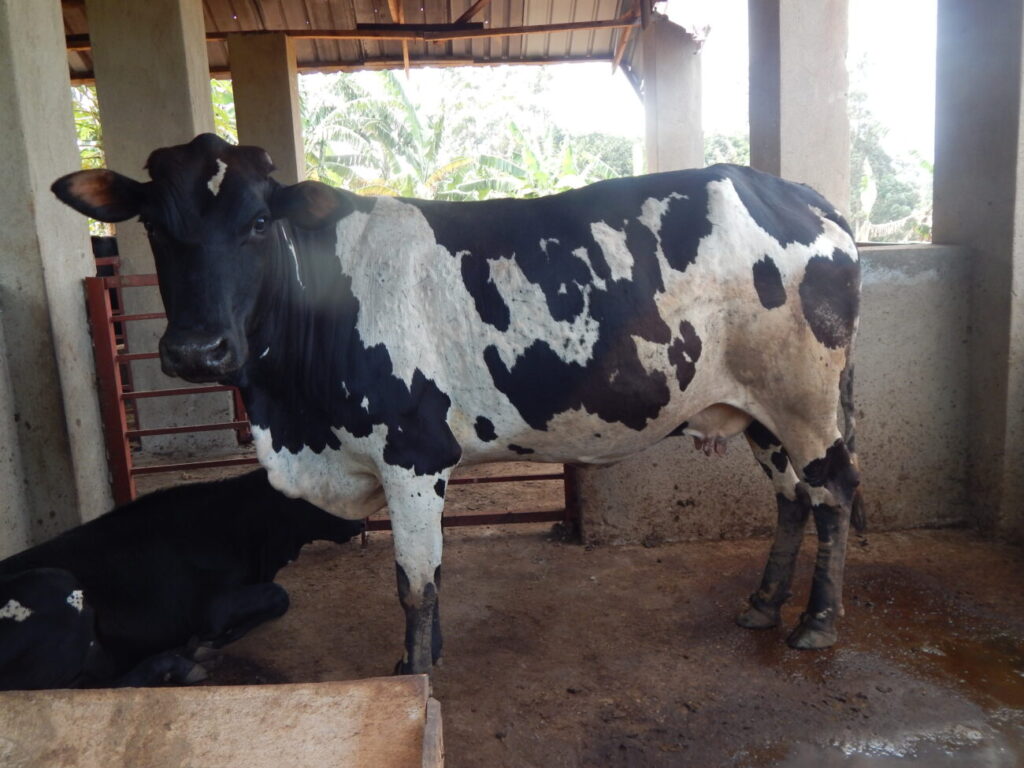 UGANDA Funding purchases 5 dairy cows for milk for children Salesian