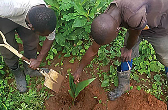 Sustaining Communities through Farming at St Joseph Farm in Nigeria